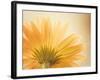 Butterscotch-Carolyn Cochrane-Framed Photographic Print