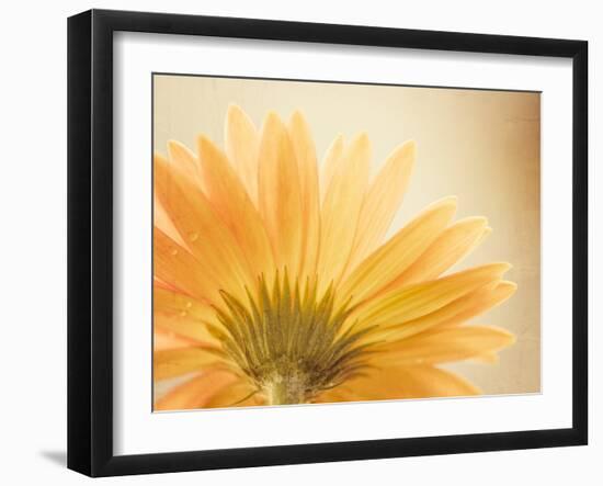 Butterscotch-Carolyn Cochrane-Framed Photographic Print