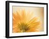 Butterscotch-Carolyn Cochrane-Framed Photographic Print