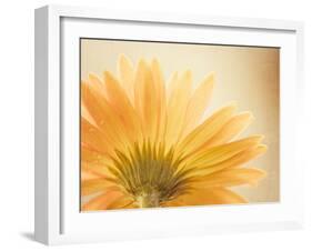 Butterscotch-Carolyn Cochrane-Framed Photographic Print