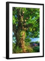 Butterville Road Vertical-Robert Goldwitz-Framed Photographic Print