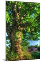 Butterville Road Vertical-Robert Goldwitz-Mounted Photographic Print