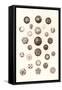 Button Collection-null-Framed Stretched Canvas