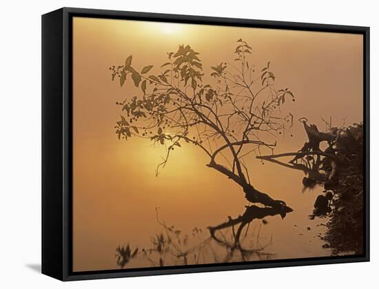 Buttonbush at dawn, Lake of the Ozarks, Missouri, USA-Charles Gurche-Framed Stretched Canvas