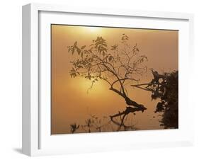 Buttonbush at dawn, Lake of the Ozarks, Missouri, USA-Charles Gurche-Framed Premium Photographic Print