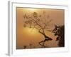 Buttonbush at dawn, Lake of the Ozarks, Missouri, USA-Charles Gurche-Framed Photographic Print