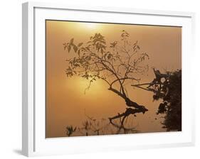 Buttonbush at dawn, Lake of the Ozarks, Missouri, USA-Charles Gurche-Framed Photographic Print