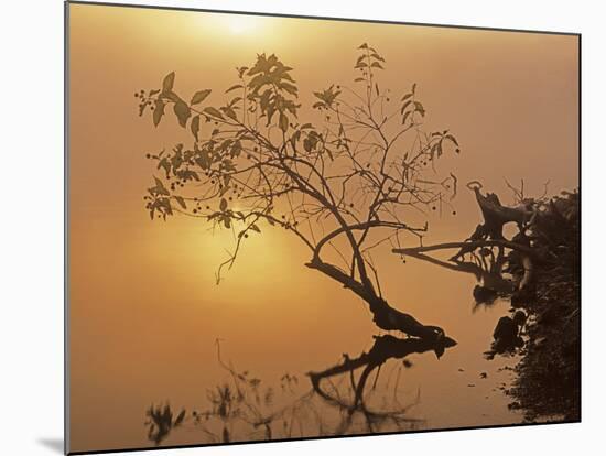 Buttonbush at dawn, Lake of the Ozarks, Missouri, USA-Charles Gurche-Mounted Photographic Print