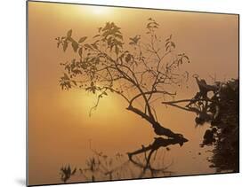 Buttonbush at dawn, Lake of the Ozarks, Missouri, USA-Charles Gurche-Mounted Photographic Print