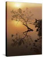 Buttonbush at dawn, Lake of the Ozarks, Missouri, USA-Charles Gurche-Stretched Canvas