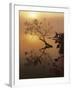 Buttonbush at dawn, Lake of the Ozarks, Missouri, USA-Charles Gurche-Framed Photographic Print