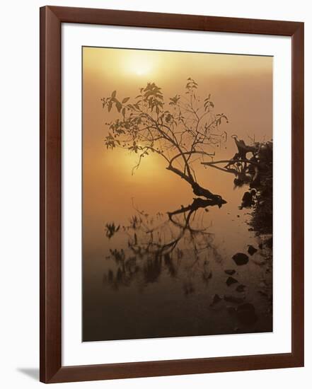 Buttonbush at dawn, Lake of the Ozarks, Missouri, USA-Charles Gurche-Framed Photographic Print