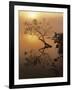 Buttonbush at dawn, Lake of the Ozarks, Missouri, USA-Charles Gurche-Framed Photographic Print