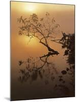 Buttonbush at dawn, Lake of the Ozarks, Missouri, USA-Charles Gurche-Mounted Photographic Print