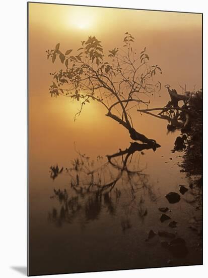 Buttonbush at dawn, Lake of the Ozarks, Missouri, USA-Charles Gurche-Mounted Photographic Print