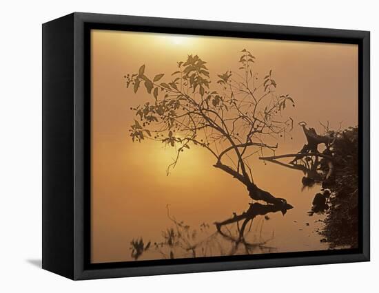 Buttonbush at dawn, Lake of the Ozarks, Missouri, USA-Charles Gurche-Framed Stretched Canvas