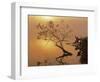 Buttonbush at dawn, Lake of the Ozarks, Missouri, USA-Charles Gurche-Framed Photographic Print