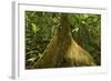 Buttress Root-Rob Francis-Framed Photographic Print