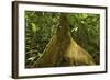 Buttress Root-Rob Francis-Framed Photographic Print