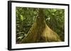 Buttress Root-Rob Francis-Framed Photographic Print