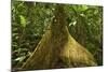Buttress Root-Rob Francis-Mounted Photographic Print