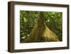 Buttress Root-Rob Francis-Framed Photographic Print