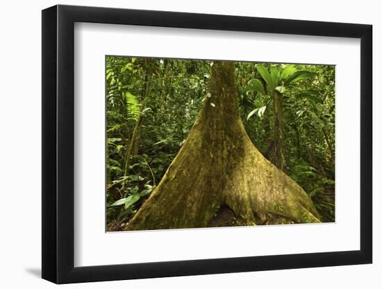 Buttress Root-Rob Francis-Framed Photographic Print