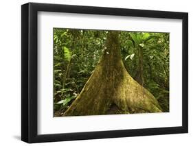 Buttress Root-Rob Francis-Framed Photographic Print