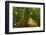 Buttress Root-Rob Francis-Framed Photographic Print