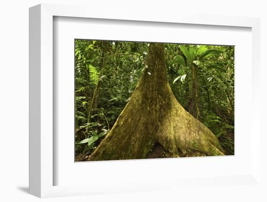 Buttress Root-Rob Francis-Framed Photographic Print