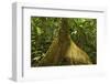 Buttress Root-Rob Francis-Framed Photographic Print