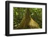 Buttress Root-Rob Francis-Framed Premium Photographic Print