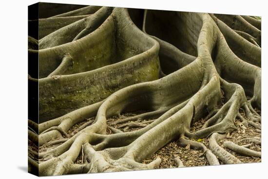 Buttress Roots of Large Evergreen Banyan Tree, Sarasota, Florida, USA-Charles Crust-Stretched Canvas