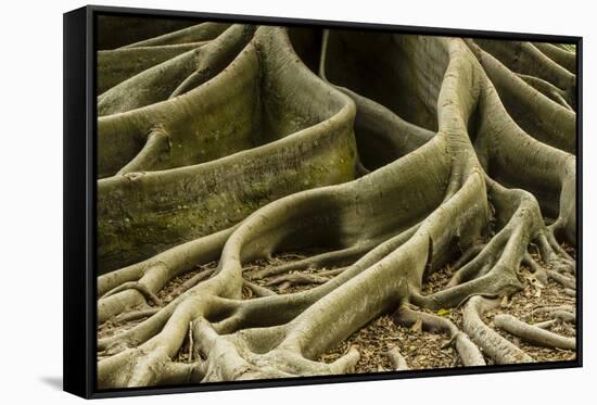 Buttress Roots of Large Evergreen Banyan Tree, Sarasota, Florida, USA-Charles Crust-Framed Stretched Canvas