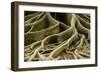 Buttress Roots of Large Evergreen Banyan Tree, Sarasota, Florida, USA-Charles Crust-Framed Photographic Print