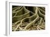 Buttress Roots of Large Evergreen Banyan Tree, Sarasota, Florida, USA-Charles Crust-Framed Photographic Print