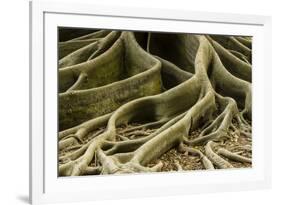 Buttress Roots of Large Evergreen Banyan Tree, Sarasota, Florida, USA-Charles Crust-Framed Photographic Print