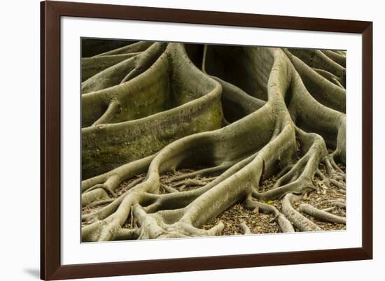 Buttress Roots of Large Evergreen Banyan Tree, Sarasota, Florida, USA-Charles Crust-Framed Photographic Print