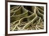 Buttress Roots of Large Evergreen Banyan Tree, Sarasota, Florida, USA-Charles Crust-Framed Photographic Print