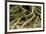 Buttress Roots of Large Evergreen Banyan Tree, Sarasota, Florida, USA-Charles Crust-Framed Photographic Print