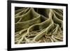 Buttress Roots of Large Evergreen Banyan Tree, Sarasota, Florida, USA-Charles Crust-Framed Photographic Print