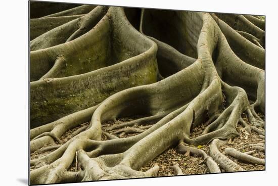 Buttress Roots of Large Evergreen Banyan Tree, Sarasota, Florida, USA-Charles Crust-Mounted Photographic Print