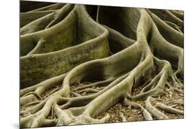 Buttress Roots of Large Evergreen Banyan Tree, Sarasota, Florida, USA-Charles Crust-Mounted Photographic Print