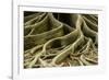 Buttress Roots of Large Evergreen Banyan Tree, Sarasota, Florida, USA-Charles Crust-Framed Photographic Print