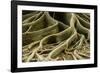 Buttress Roots of Large Evergreen Banyan Tree, Sarasota, Florida, USA-Charles Crust-Framed Photographic Print