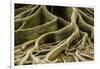 Buttress Roots of Large Evergreen Banyan Tree, Sarasota, Florida, USA-Charles Crust-Framed Photographic Print