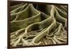 Buttress Roots of Large Evergreen Banyan Tree, Sarasota, Florida, USA-Charles Crust-Framed Photographic Print