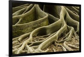 Buttress Roots of Large Evergreen Banyan Tree, Sarasota, Florida, USA-Charles Crust-Framed Photographic Print