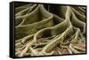 Buttress Roots of Large Evergreen Banyan Tree, Sarasota, Florida, USA-Charles Crust-Framed Stretched Canvas