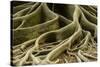 Buttress Roots of Large Evergreen Banyan Tree, Sarasota, Florida, USA-Charles Crust-Stretched Canvas